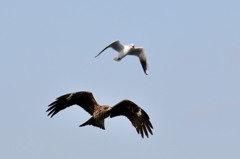 Good  Formation