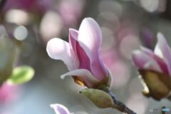 春到来　その７