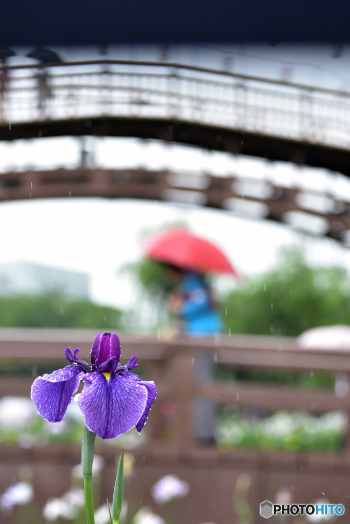 梅雨入り　その５