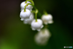 ひっそりと謙虚に