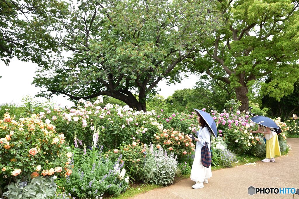 薔薇の季節　その２