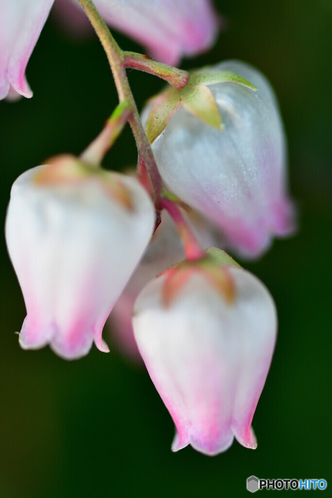 Japanese andromeda