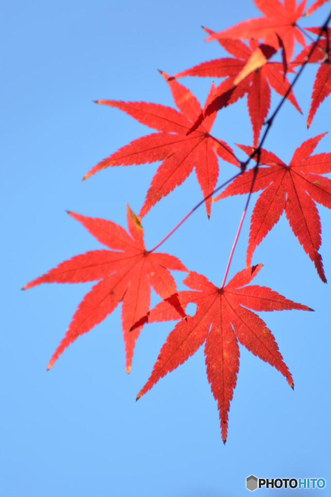 散歩がてらの紅葉狩り　Ⅲ