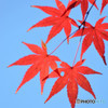 散歩がてらの紅葉狩り　Ⅲ