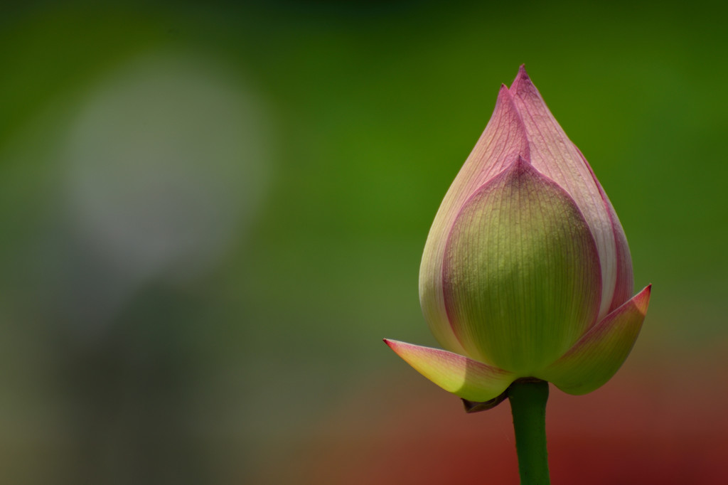 蓮の花　1日目（多分）