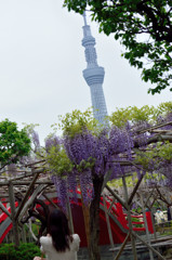 東京スカイツリー　に