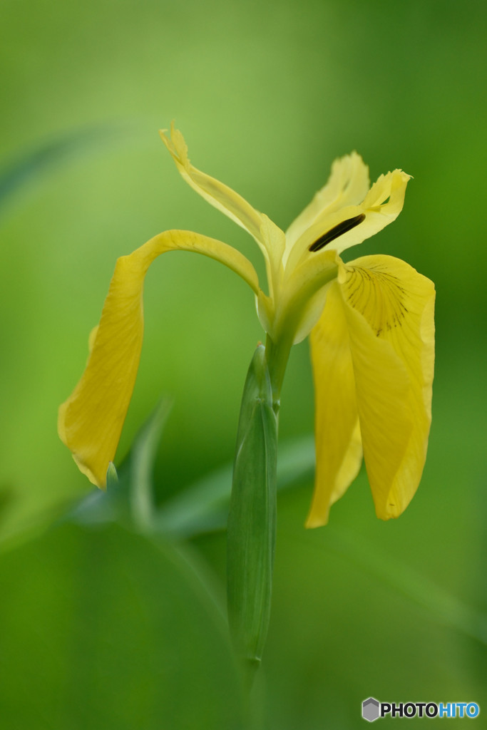 Yellow iris