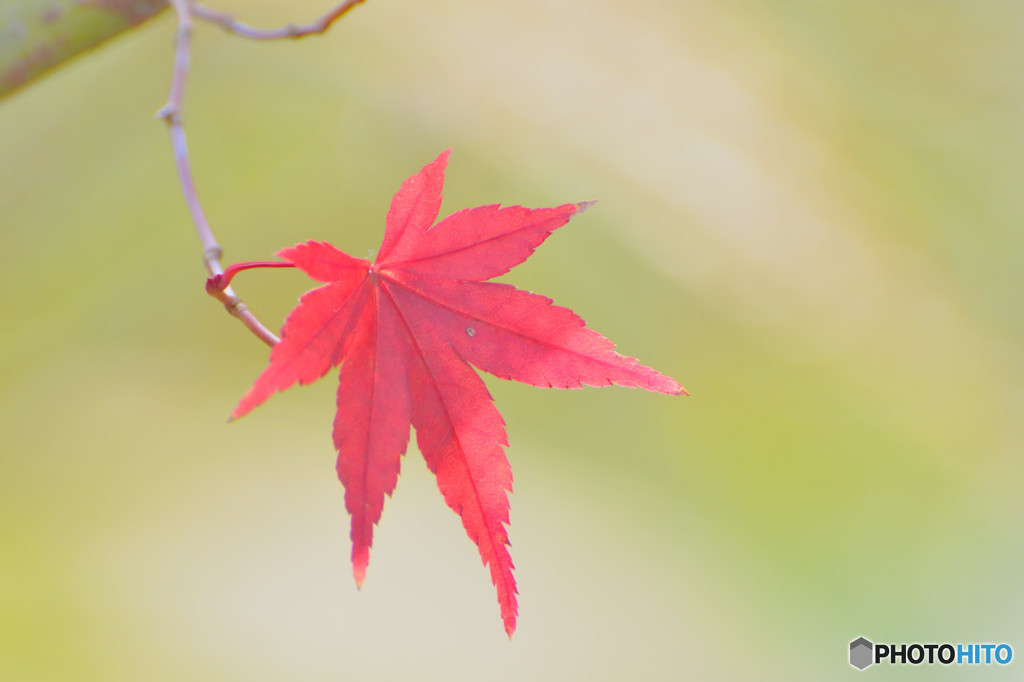 孤紅