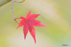 孤紅