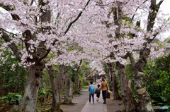 鎌倉の桜　極楽寺