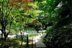 花菖蒲へ続く小路