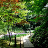花菖蒲へ続く小路