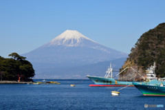 伊豆半島西海岸から望む富士山　③