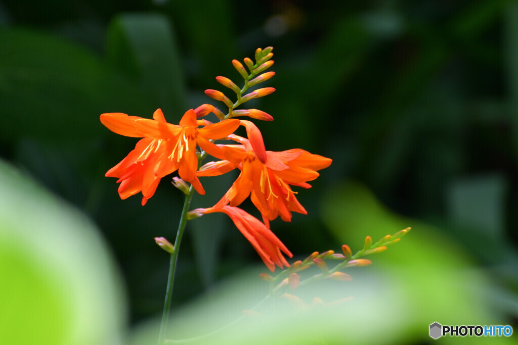 誕生花　その３