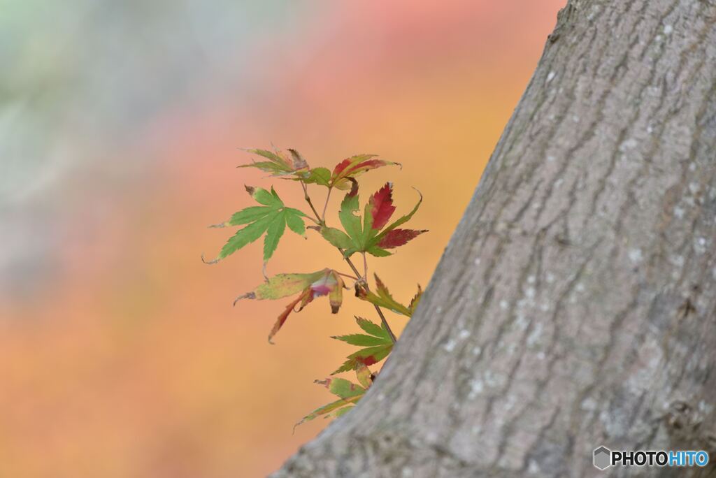 小さい秋見っけ