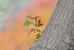 小さい秋見っけ