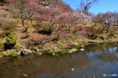 湯河原梅林　④