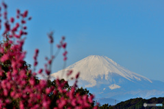 紅梅越しの富士