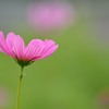 夏桜