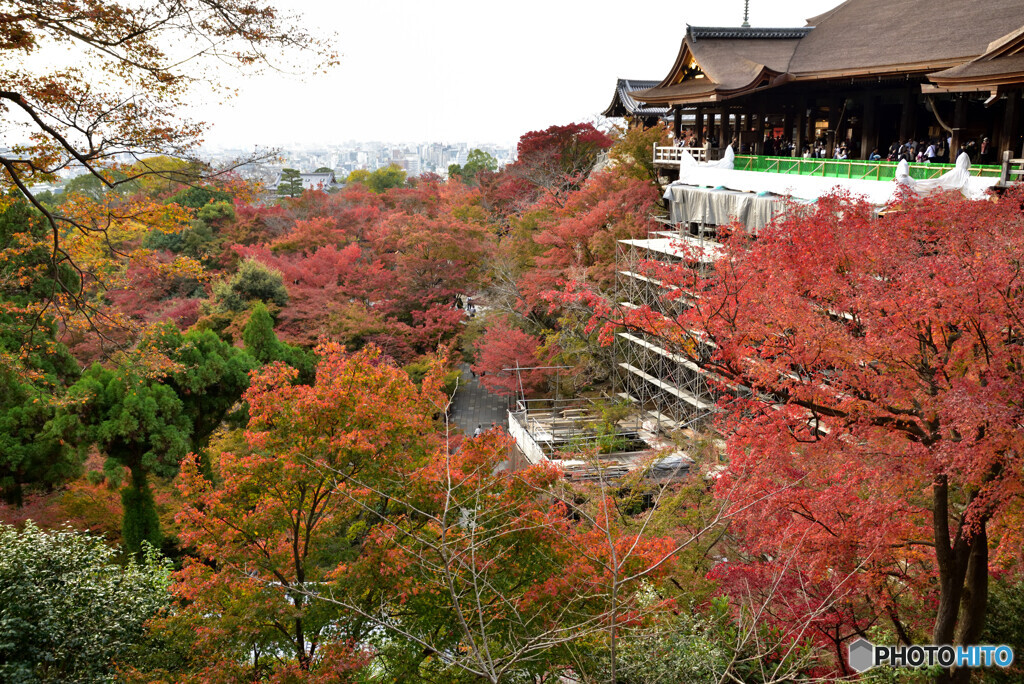 京都の紅葉２０２０　その５