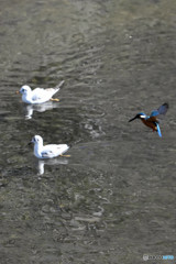 元気なカワ君