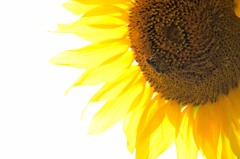 真夏の太陽に飛び込む大胆不敵なヤツ