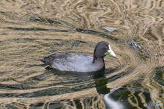 あっしにはかかわりのないことでござんす