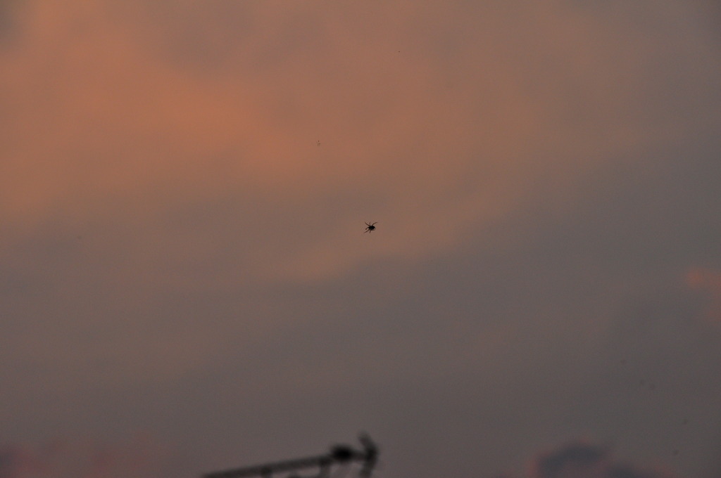 夕焼け雲と蜘蛛
