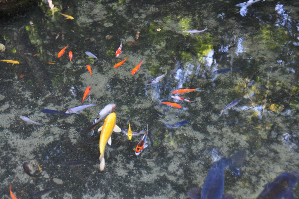 池の中はすっかり紅葉