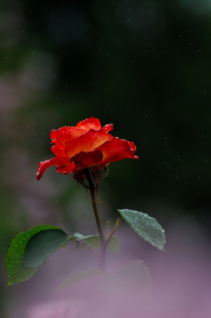 雨にぬれても