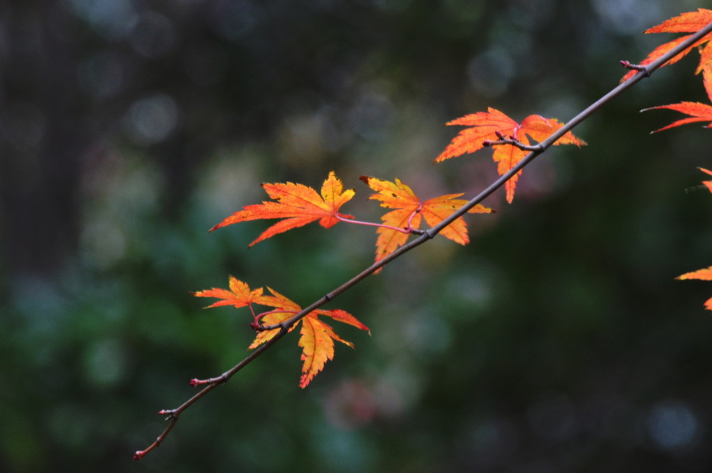 一筋の紅葉