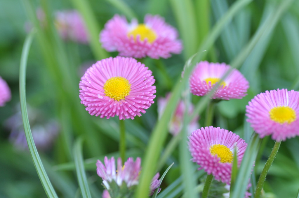 花というより・・・