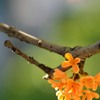 風に漂う秋の香り