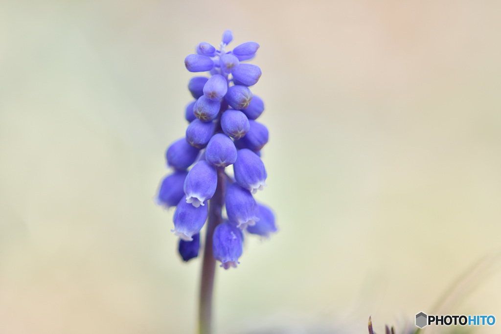 Grape hyacinth