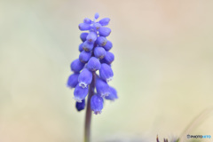 Grape hyacinth