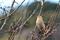 春探し