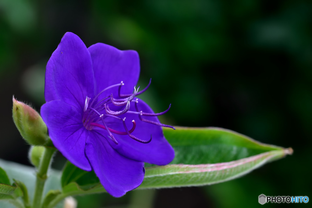 SPIDER FLOWER