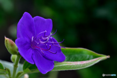 SPIDER FLOWER