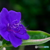 SPIDER FLOWER