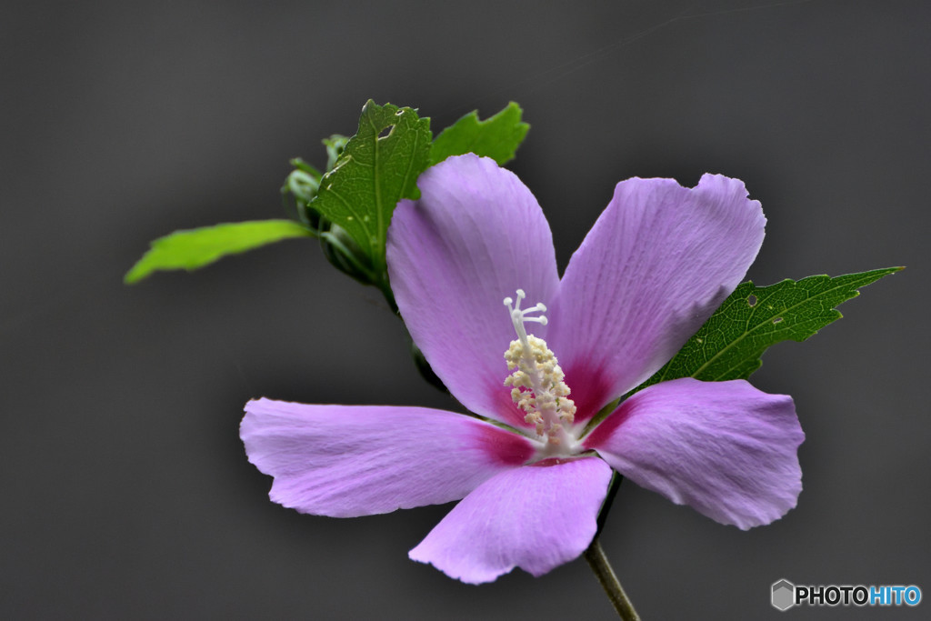 槿花一朝の夢