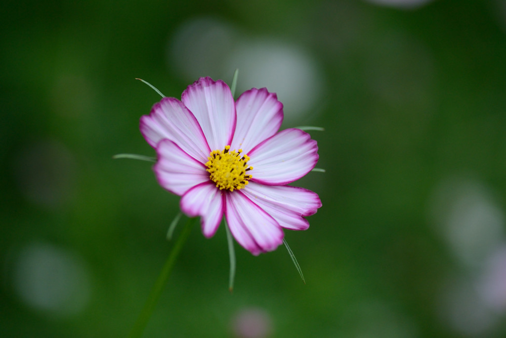 秋花火