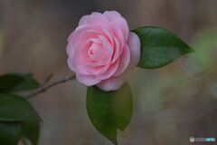 乙女のささやき