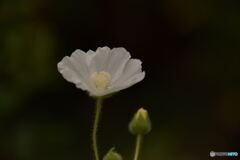 君の名は　その２