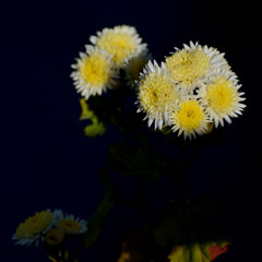 瞬間芸