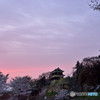 信州桜めぐり　上田城址　④