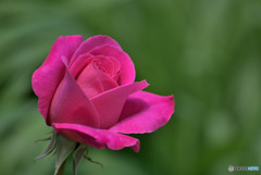 Pink in Green