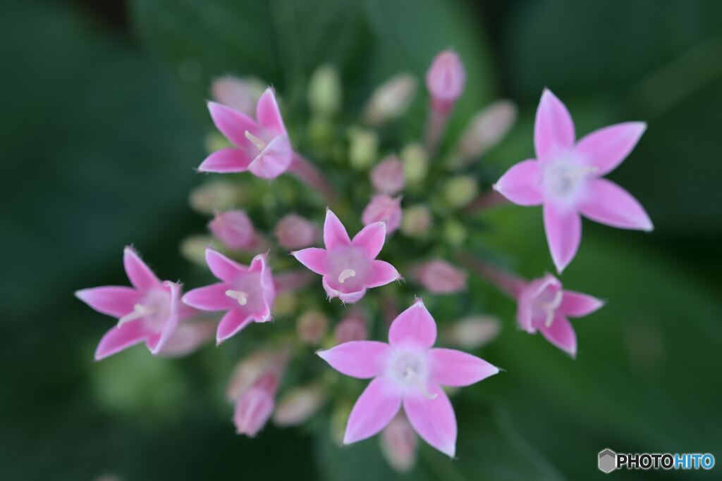 飛び出すPINK STAR