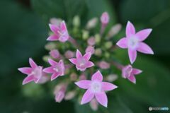 飛び出すPINK STAR