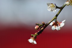 白梅　背景選びの楽しさ　Ⅱ