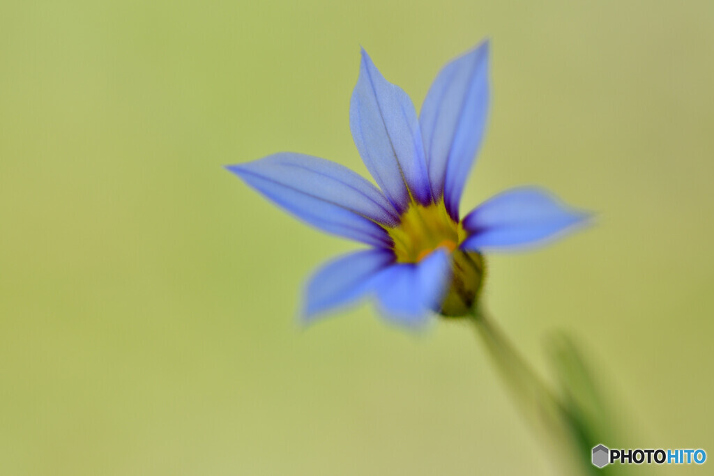 Blue eyed grass　その２